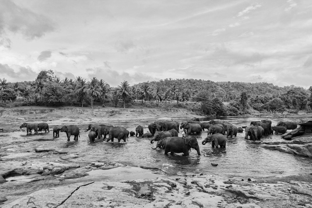 Orphaned Elephants - Yogis in my life