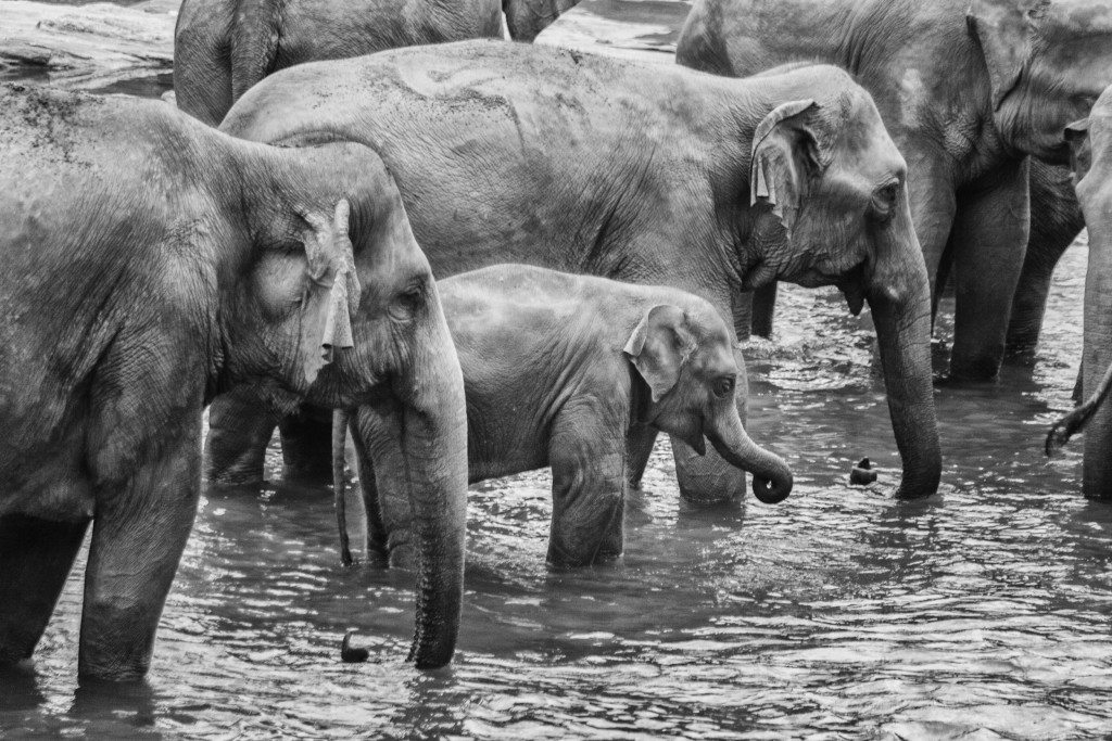 Orphaned Elephants - Yogis in my life