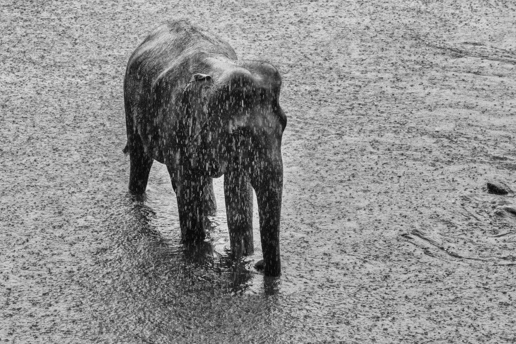 Orphaned Elephants - Yogis in my life