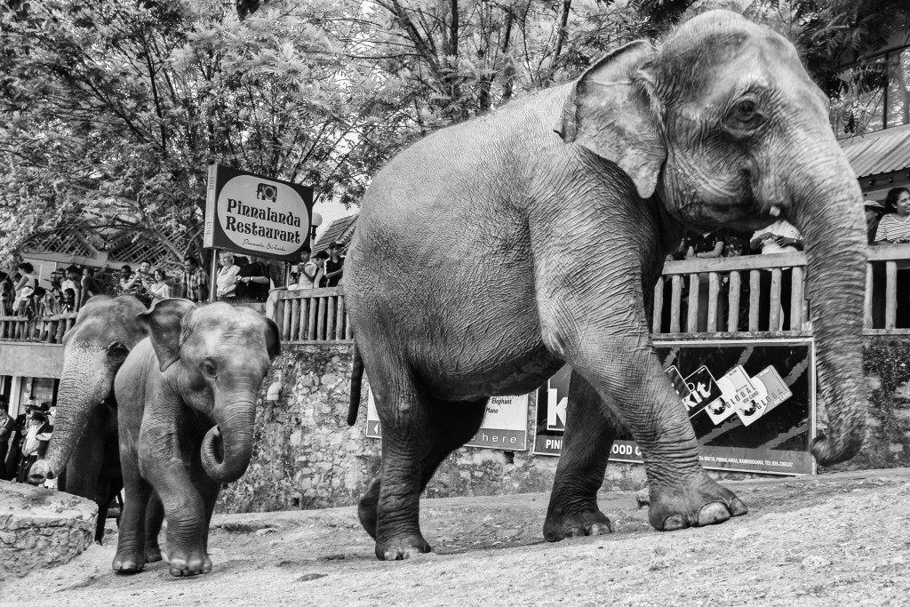 Orphaned Elephants - Yogis in my life