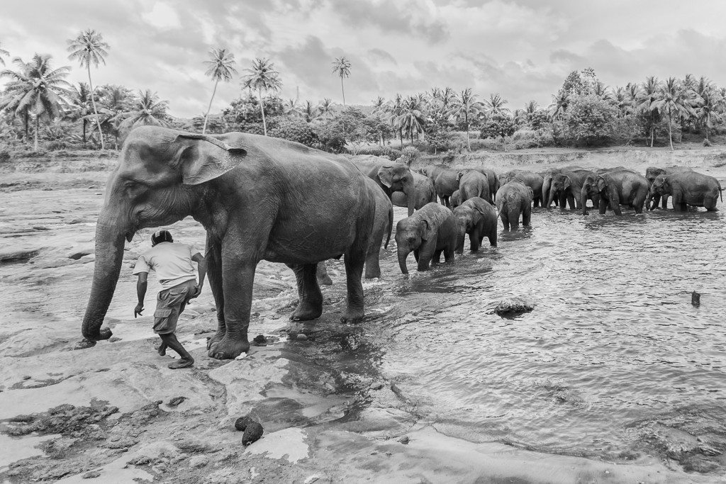 Orphaned Elephants - Yogis in my life