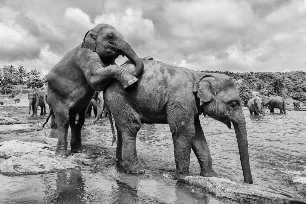 Orphaned Elephants - Yogis in my life