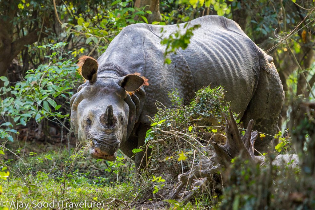 Travel Photography - Wildlife