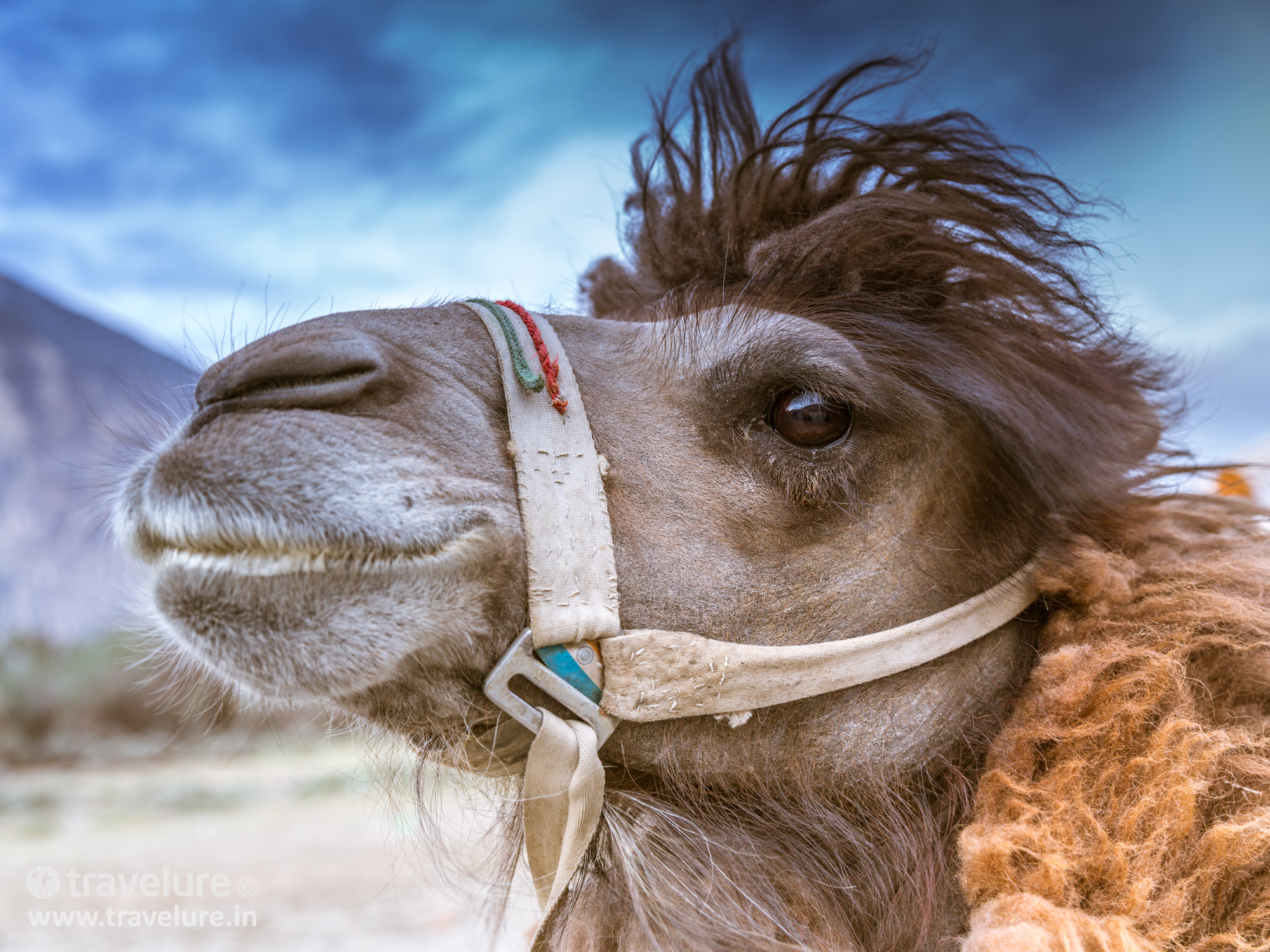 Ladakh - World's Highest Desert - Instagram Roundup