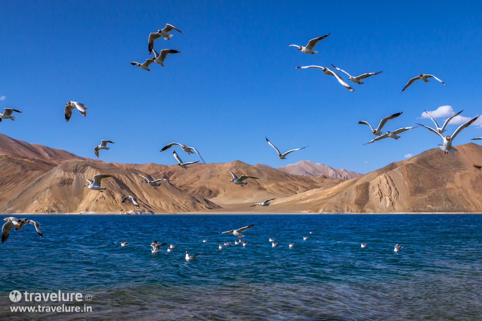 Ladakh - World's Highest Desert - Instagram Roundup