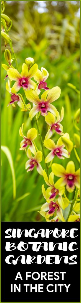 Singapore Botanic Gardens - A Forest in the City