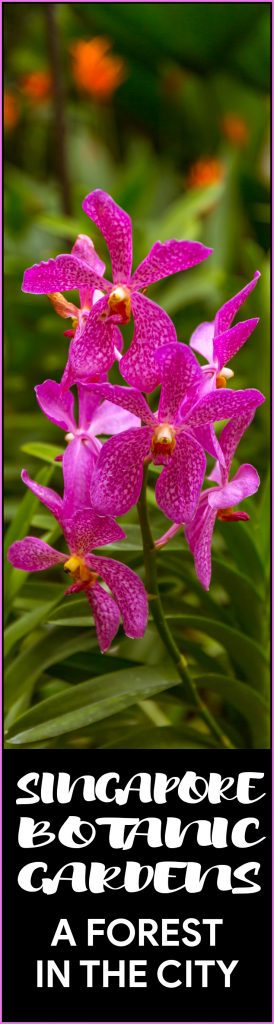 Singapore Botanic Gardens - A Forest in the City