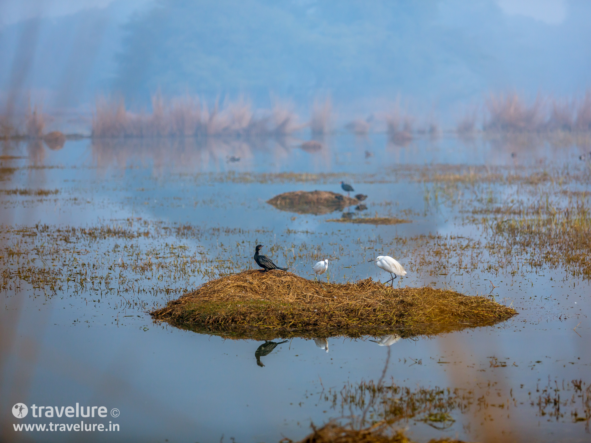 Sultanpur Bird Sanctuary in Instagram Roundup - Classic Delhi