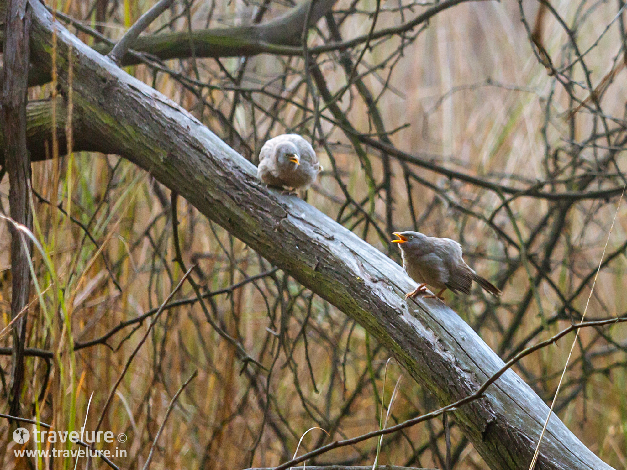 Sultanpur Bird Sanctuary in Instagram Roundup - Classic Delhi