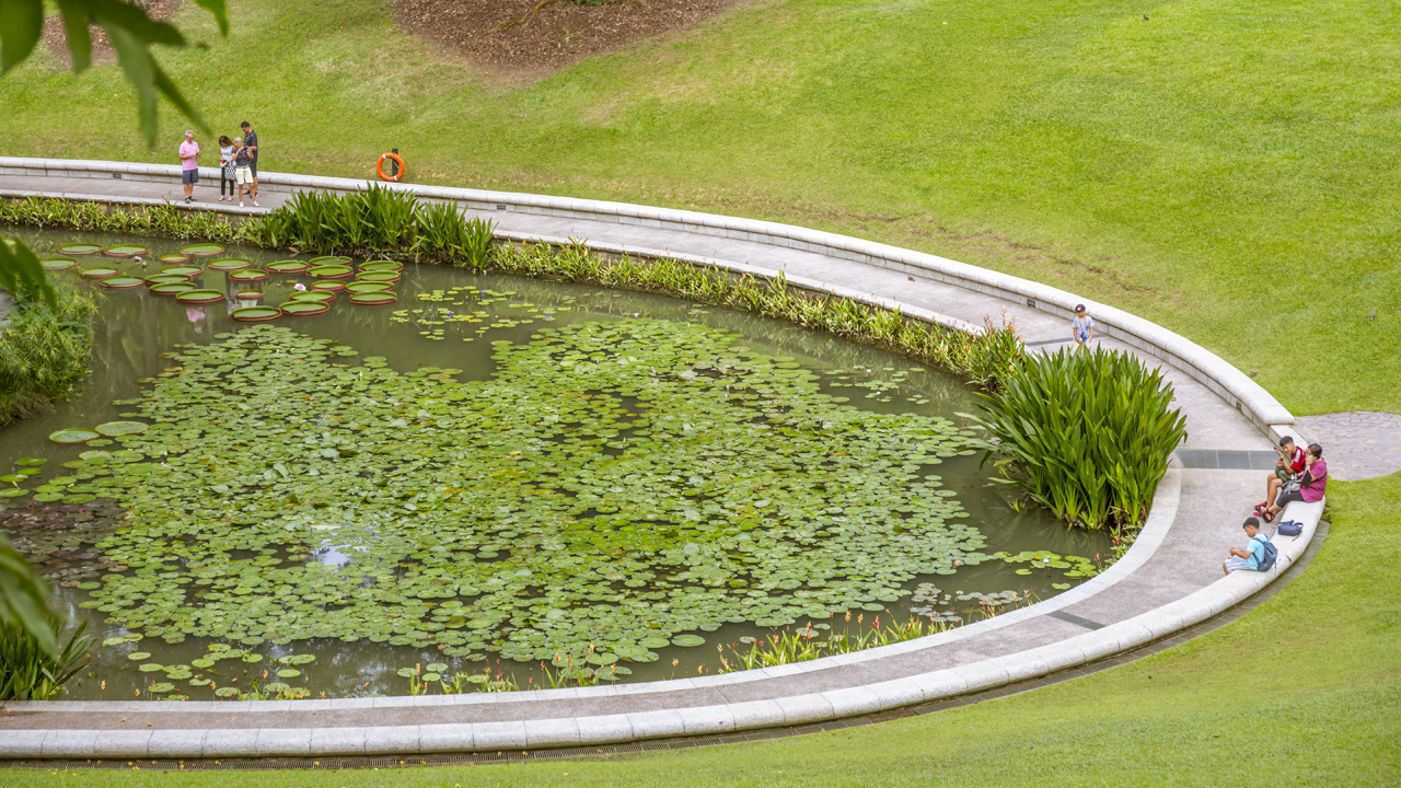 Singapore Botanic Gardens - A Forest in the City filled with giant water lilies