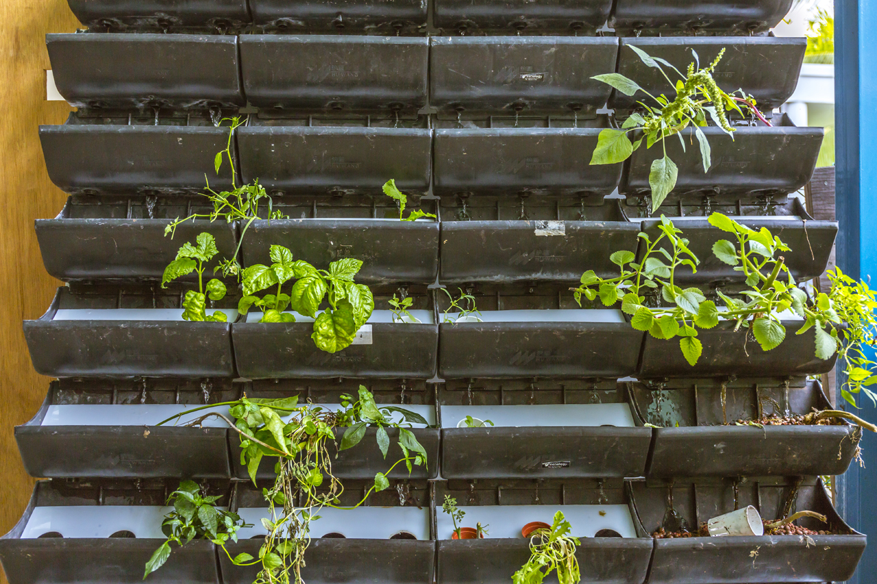 Hydroponics at the One Kind House - A Zig and a Zag