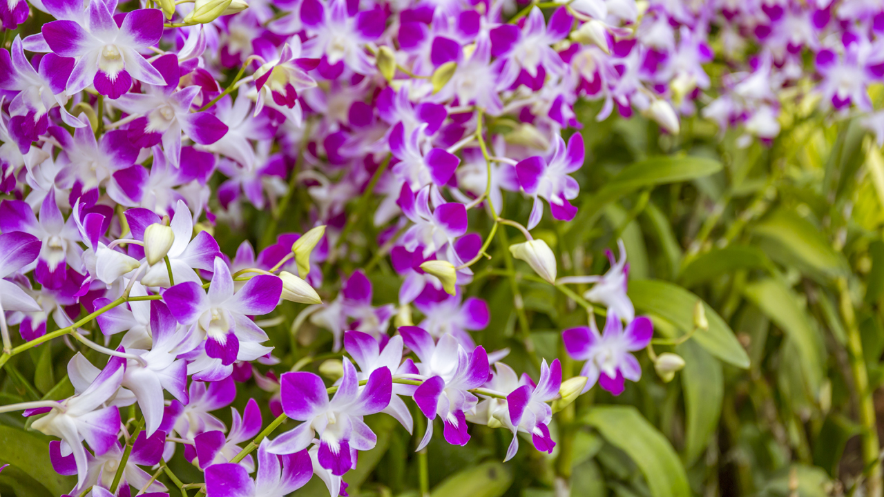 Singapore Botanic Gardens - A Forest in the City full of Vanda Miss Joakims - Singapore's National Flower