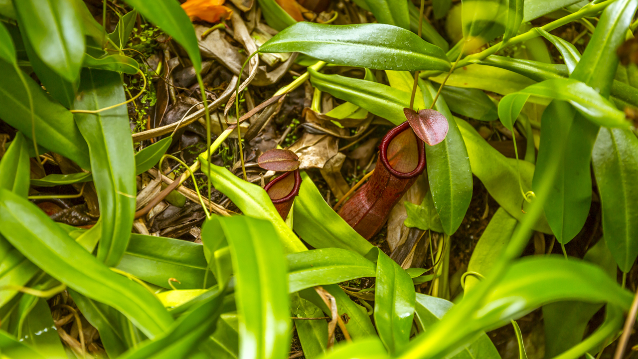 Singapore Botanic Gardens - A Forest in the City that houses pitcher plants too