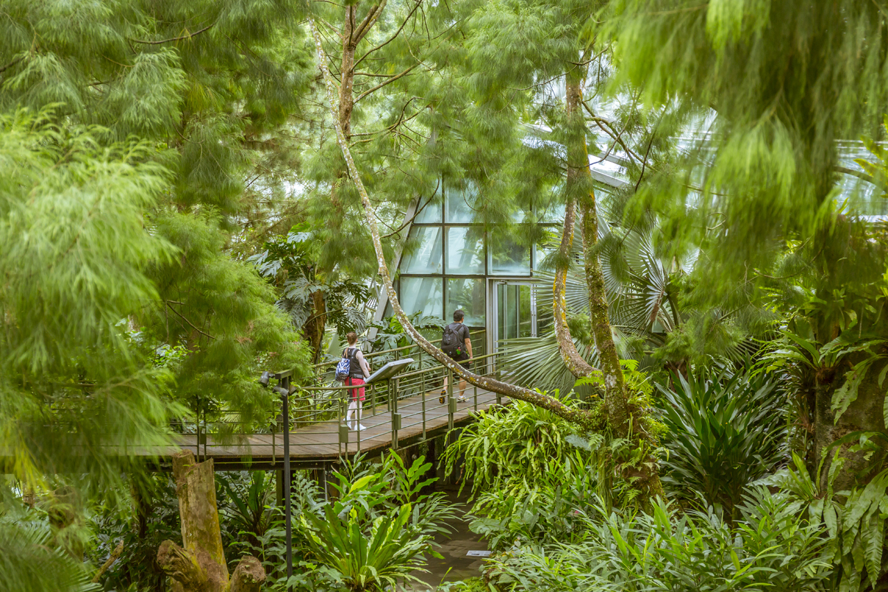 Singapore Botanic Gardens - A Forest in the City