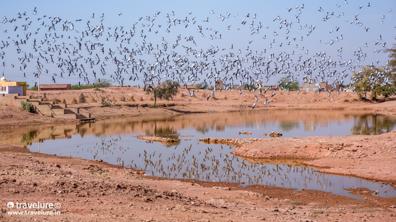 Check them out - On both sides of this mound, there lay a grey-ish amoeboid water body. The banks farther away from us were carpeted with thousands of birds constantly buzzing around in a slow Brownian motion! - Flying Through The Sands - Travelure © #SandDunes #DemoisellesCranes #KhajurahoOfRajasthan #Khichan