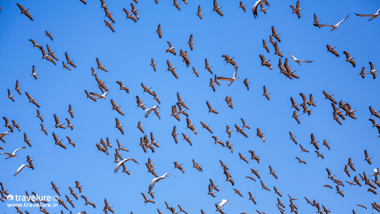 In flight - On both sides of this mound, there lay a grey-ish amoeboid water body. The banks farther away from us were carpeted with thousands of birds constantly buzzing around in a slow Brownian motion! - Flying Through The Sands - Travelure © #SandDunes #DemoisellesCranes #KhajurahoOfRajasthan #Khichan