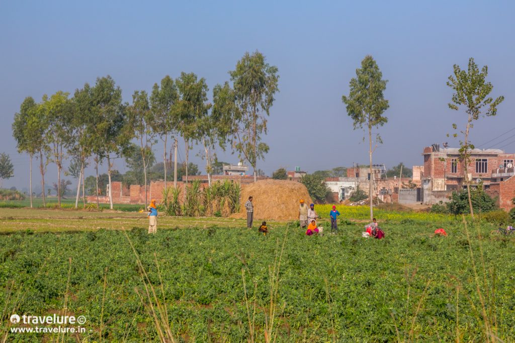 Farmhands working in Kotla Sultan Singh - Unexplored India Series - Kotla Sultan Singh - A Voyage of Emotions