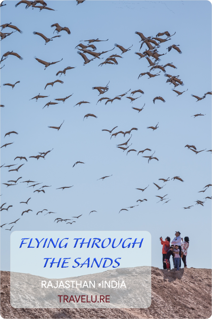 On both sides of this mound, there lay a grey-ish amoeboid water body. The banks farther away from us were carpeted with thousands of birds constantly buzzing around in a slow Brownian motion! - Flying Through The Sands - Travelure © #SandDunes #DemoisellesCranes #KhajurahoOfRajasthan #Khichan