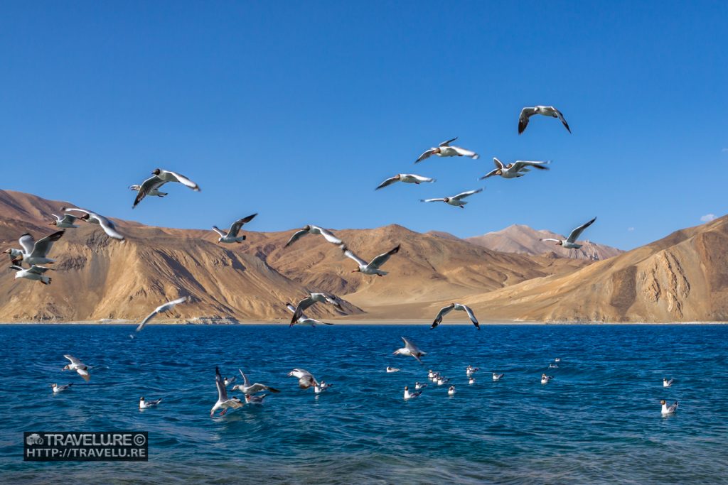 When the lazy seagulls flew for sandwiches...