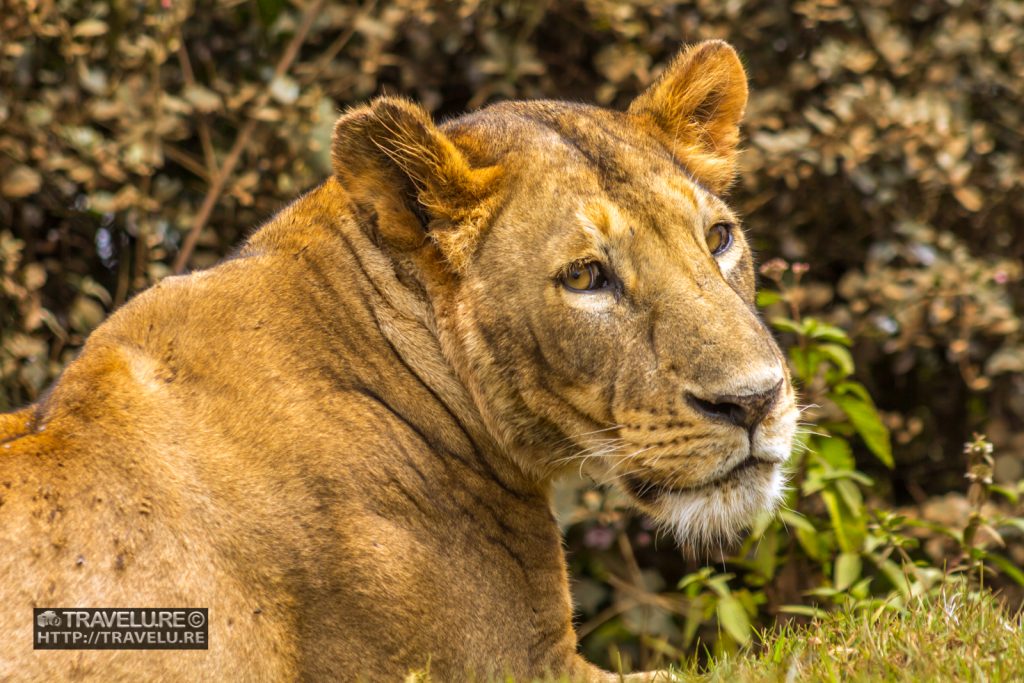 A stare that holds - Lioness in Ngorongoro