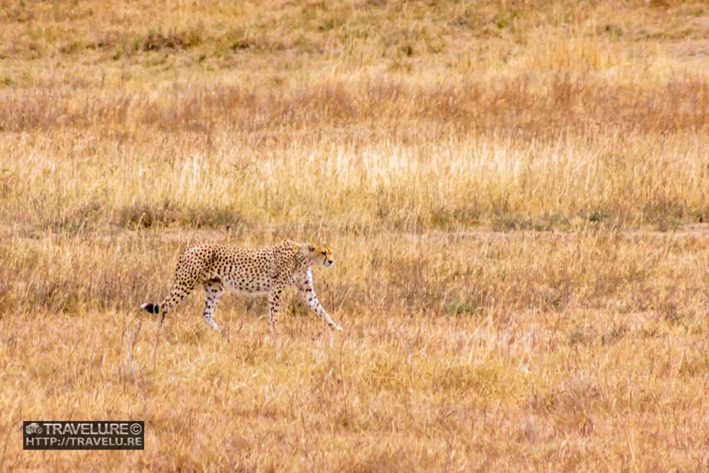 ...and the cheetah walks