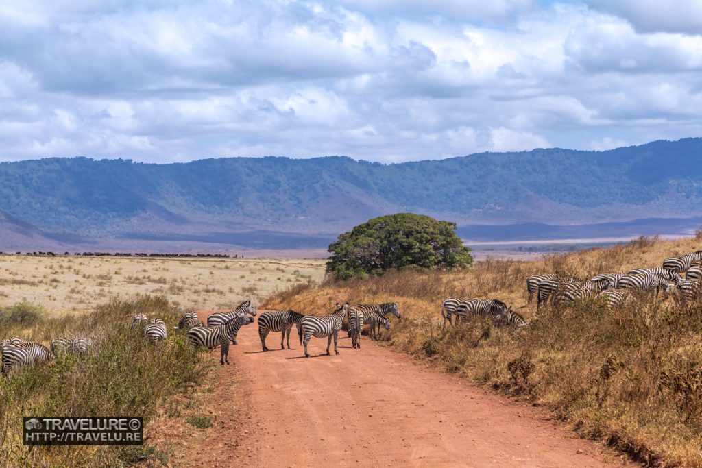 Zebra Crossing in Ngorongoro