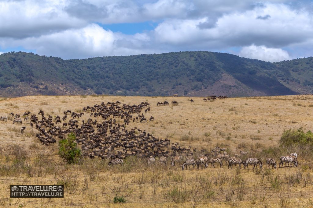 Migration in Ngorongoro Crater - Travelure ©