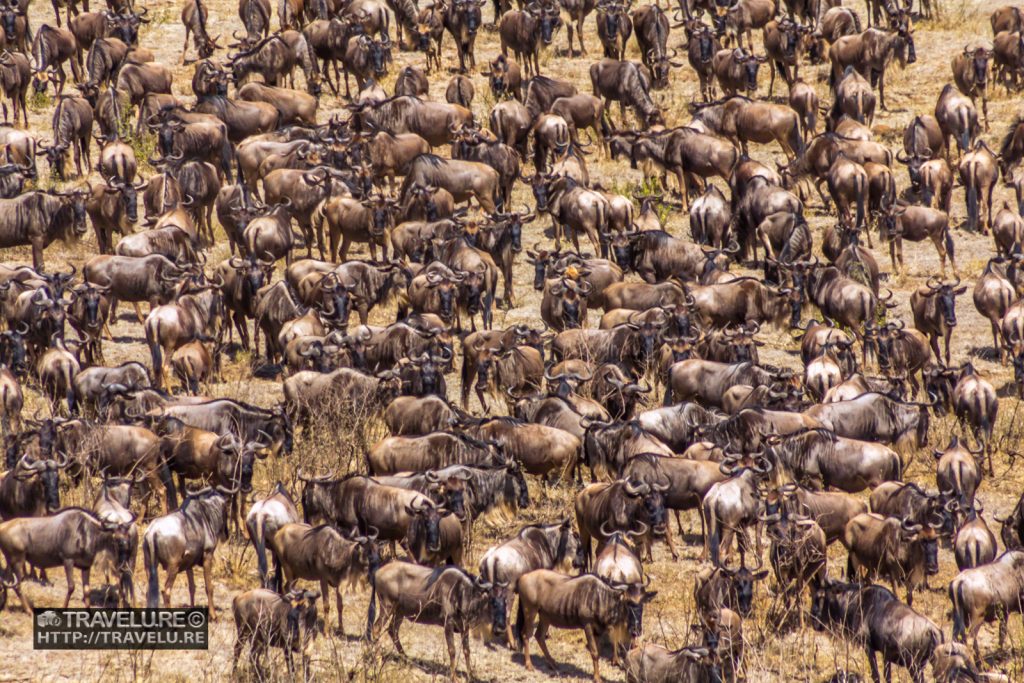 Migration of wildebeest in Ngorongoro