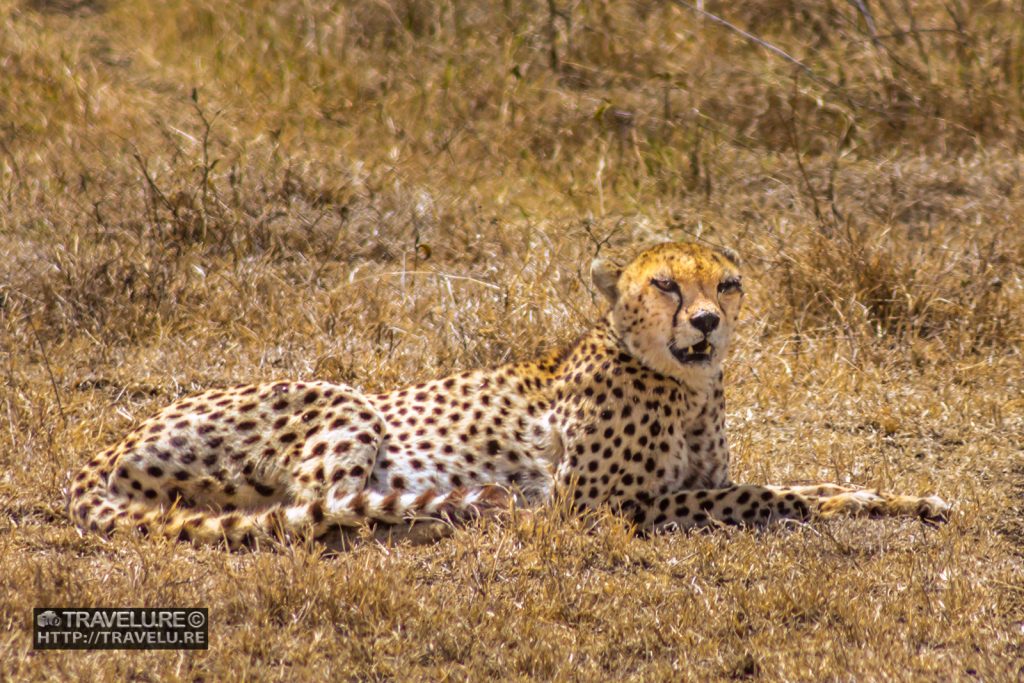 My first-ever glimpse of cheetah in Ngorongoro