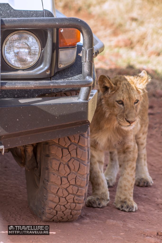 Cub sidles up to the jeep