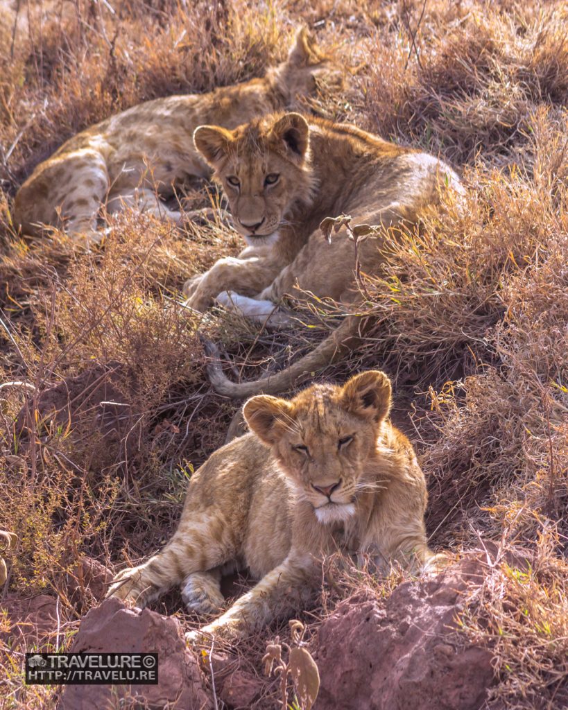 Playful cubs