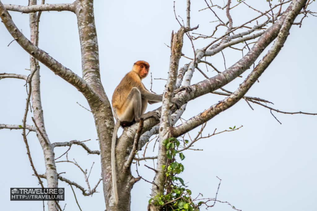 A male Proboscis monkey perched on a tall tree along the banks of River Klias, Sabah, Borneo - Travelure ©