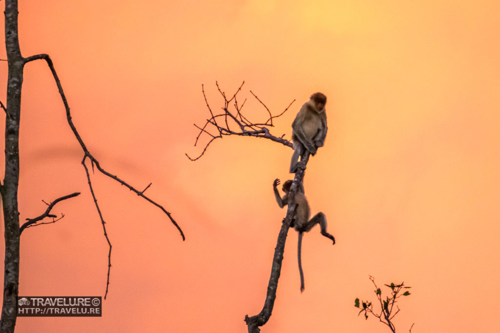 A couple of Proboscis monkeys monkeying around on a tall tree along the banks of River Klias, Sabah, Borneo - Travelure ©