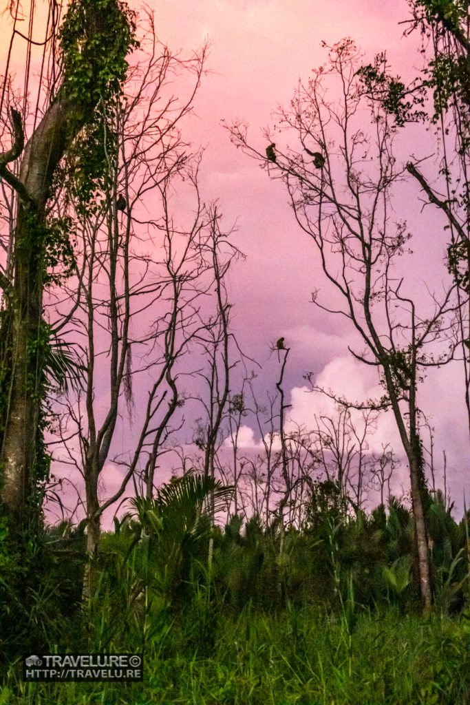 The habitat of Proboscis monkeys on the banks of River Klias, Sabah, Borneo - Travelure ©