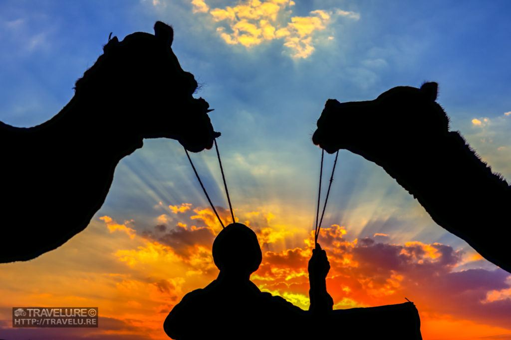 Camels with camel master at Pushkar Fair - Capturing the sunset colours and silhouettes - Travelure ©