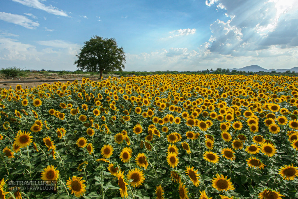 Shot #1: Sunflower Farming in Andhra Pradesh. EXIF: ISO 400; Focal Length 10mm; Aperture f/11; Shutter Speed 1/400. - Capturing a landscape - Travelure ©