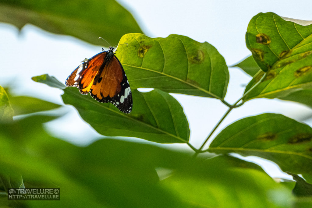 Leaves in the foreground and background are blurred to establish the position of the butterfly.. ISO 800;	Focal Length 394mm;	Aperture f/11;	Shutter Speed 1/1600 - Adding the third dimension - Travelure ©