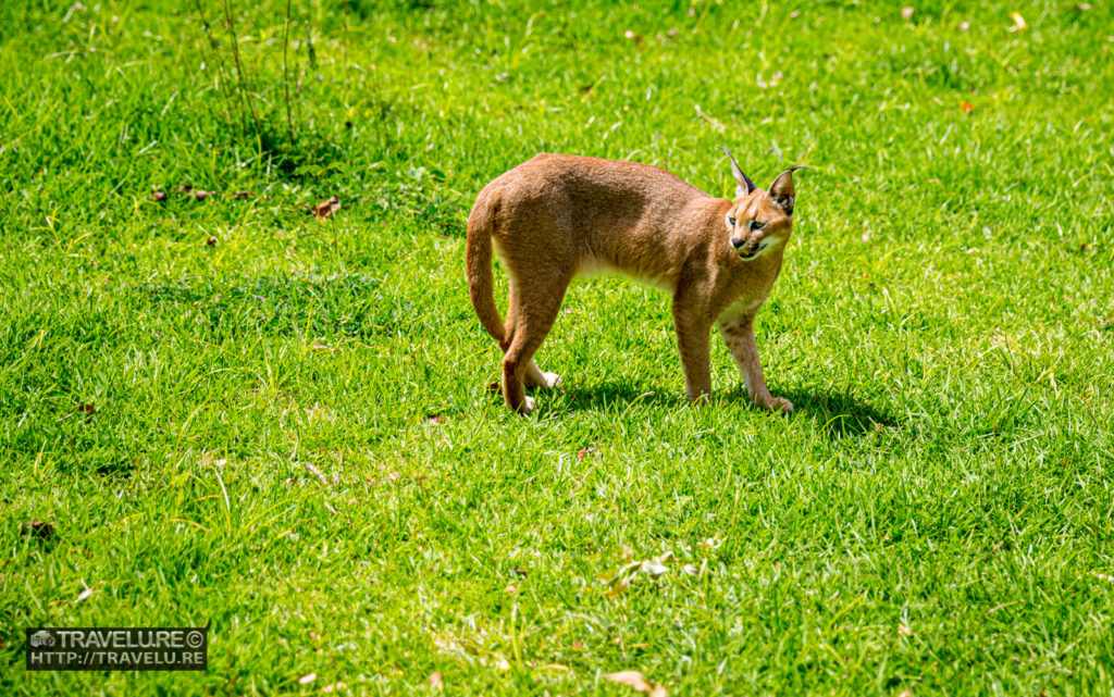 The oh-so-cute caracal! - Travelure ©