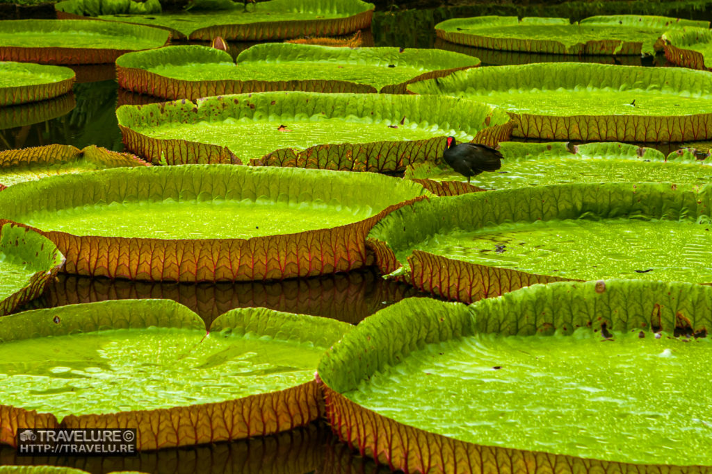 Coracle-like leaves of Giant Water Lilies in Pamplemousses Botanical Garden - Travelure ©