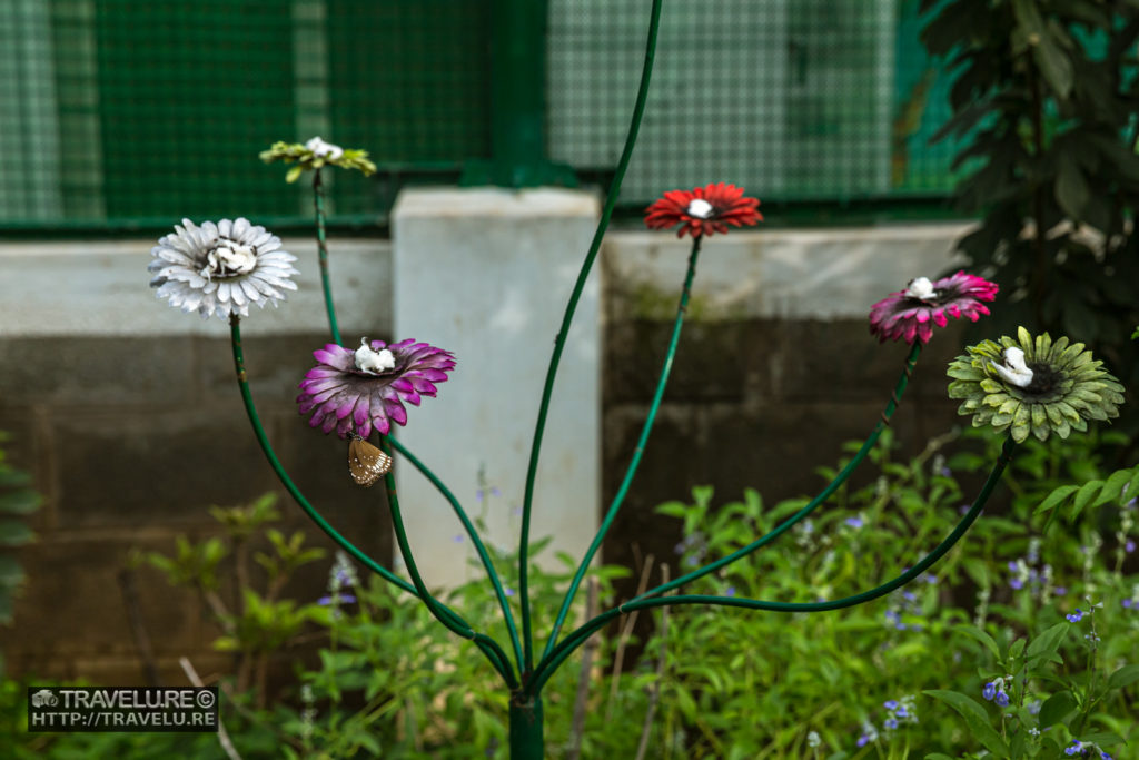 A butterfly fooled by the fake flowers - Travelure ©