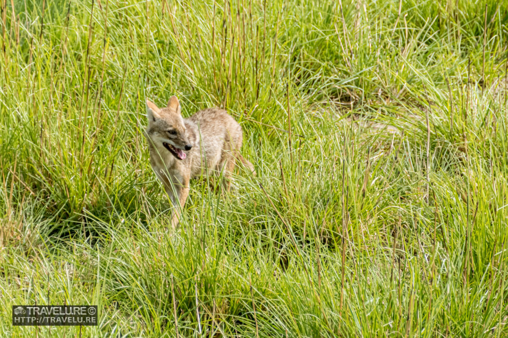 A jackal looking to scavenge - Travelure ©