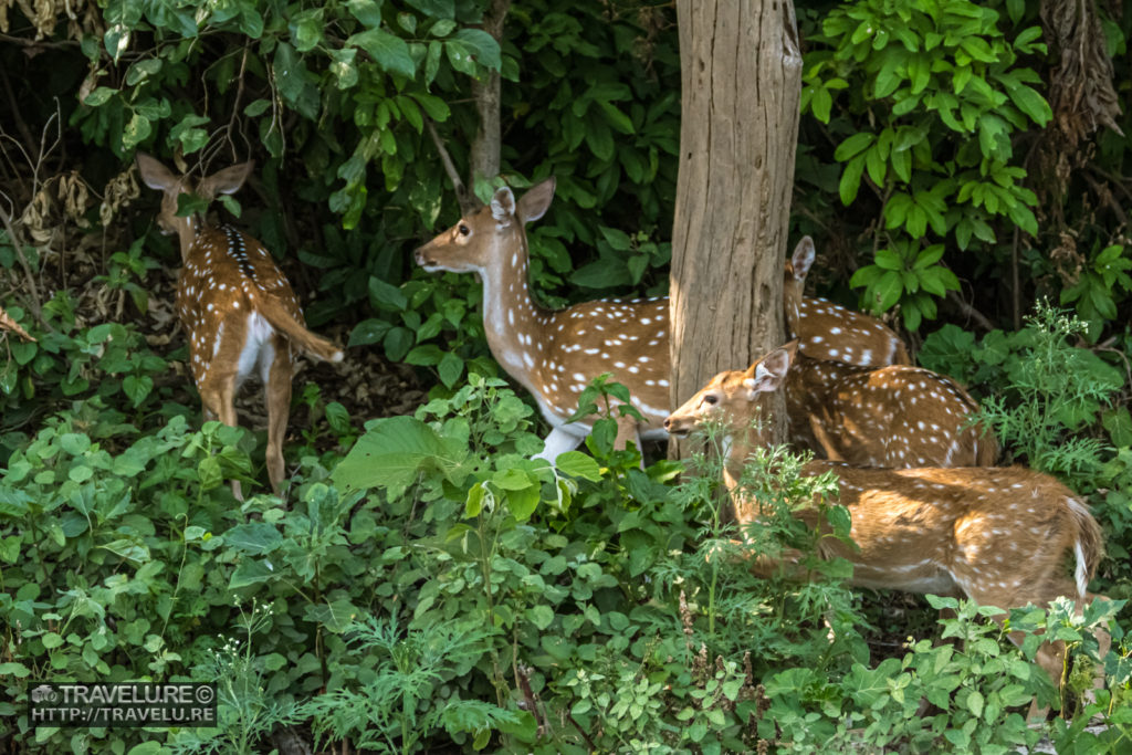 Spotted deer grazing in jungle - Travelure ©