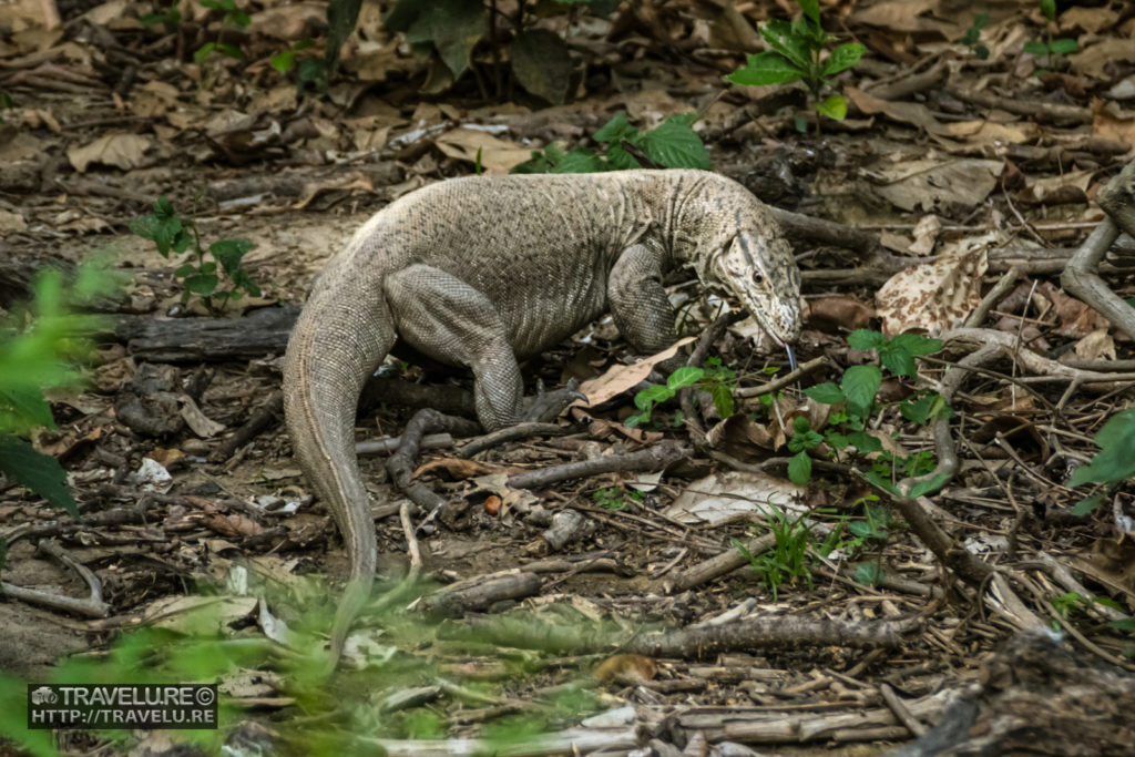 A startled monitor lizard staring at us - Travelure ©