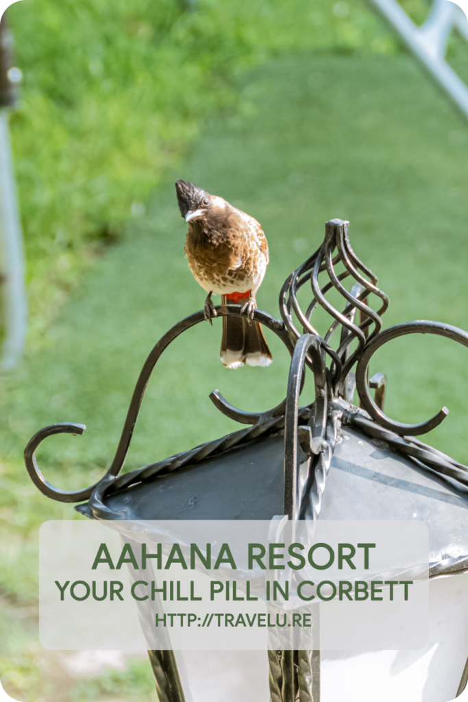 The resort provided habitation to 100 different species of birds - Aahana Resort - Your Chill Pill in Corbett - Travelure ©