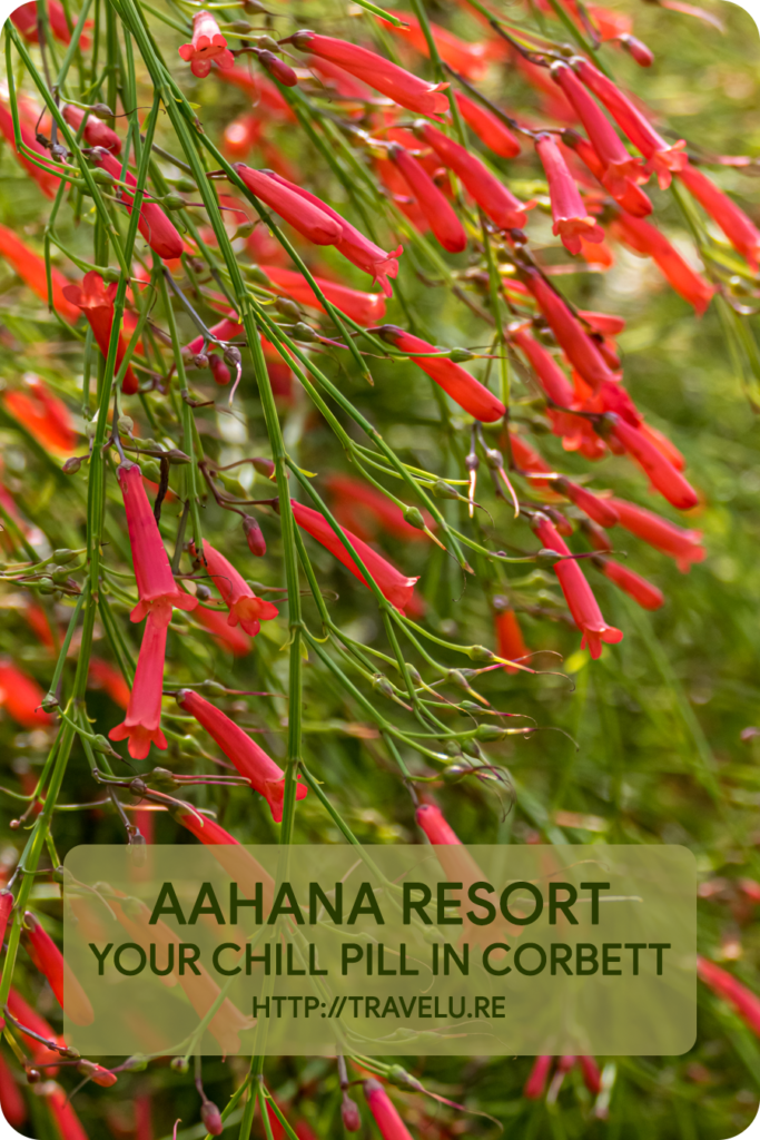 The resort provided habitation to 100 different species of birds - Aahana Resort - Your Chill Pill in Corbett - Travelure ©