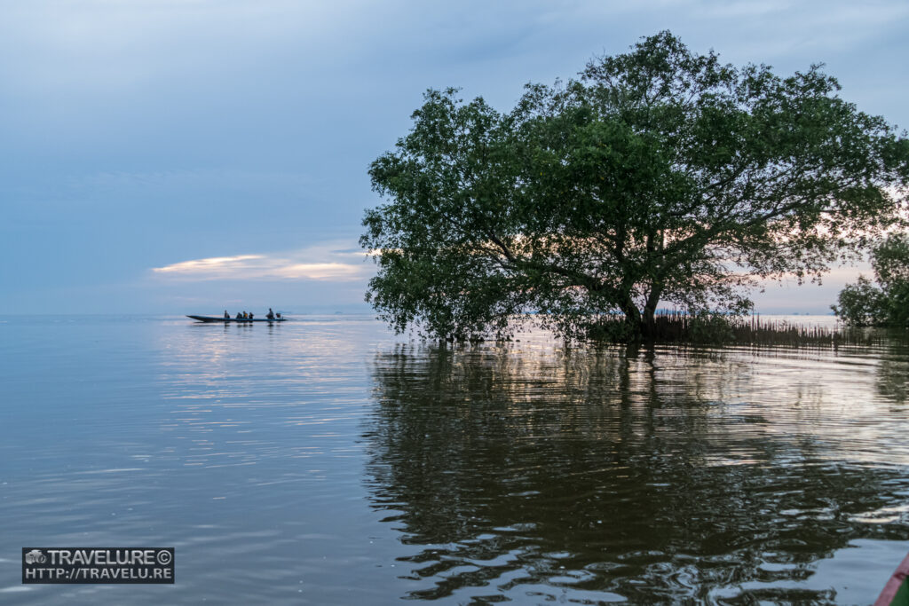 Viewing a sunrise through a tree grove - Travelure ©