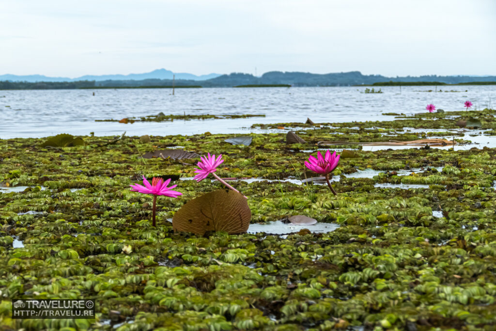 A carpet of water lilies! - Travelure ©